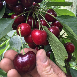 Cherry orchard focus on closer plantings